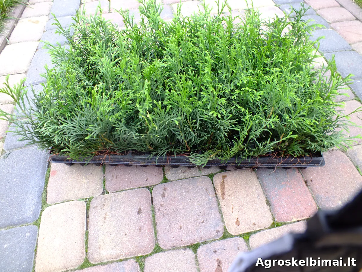 Tujos Smaragd, 1,5 metų - nuotrauka 3