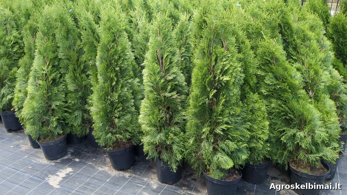 Tujos Smaragd  - nuotrauka 2