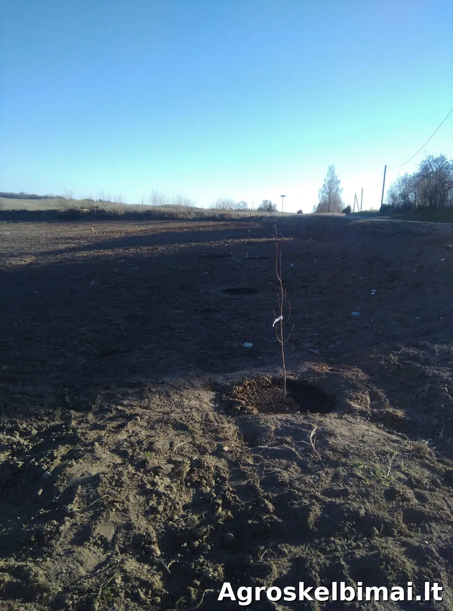 Uogininkystės ūkis  - nuotrauka 2