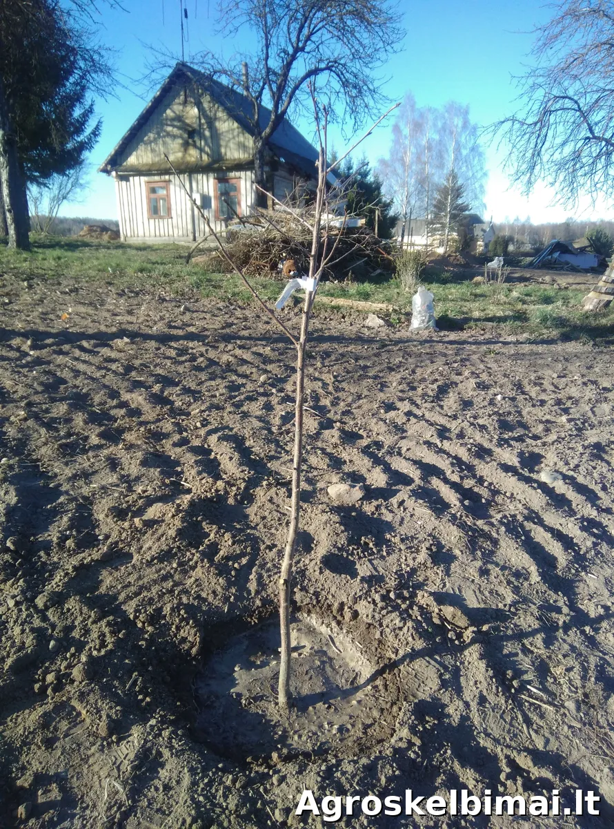 Uogininkystės ūkis  - nuotrauka 3