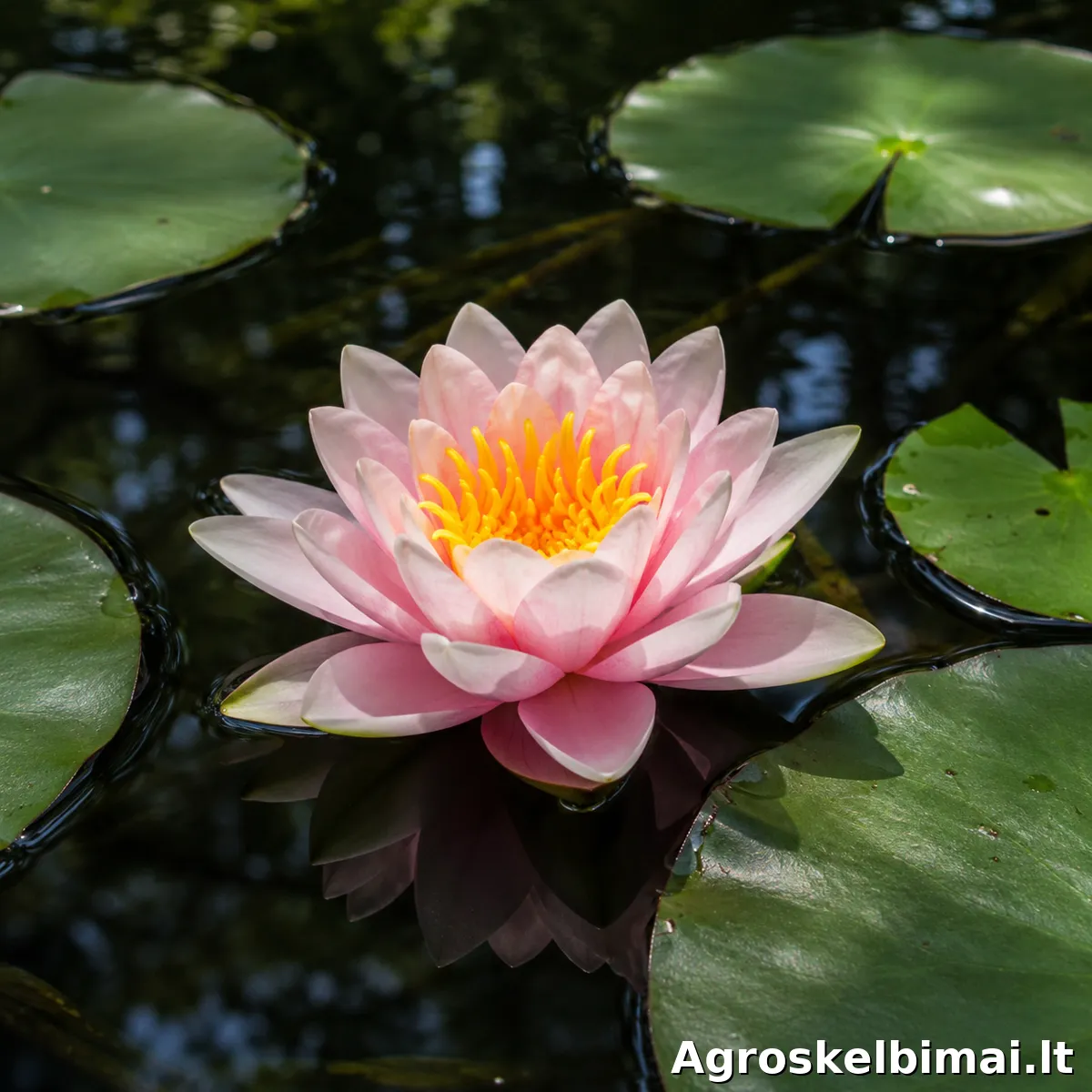 Vandens lelija (Nymphaea) – įvairių spalvų