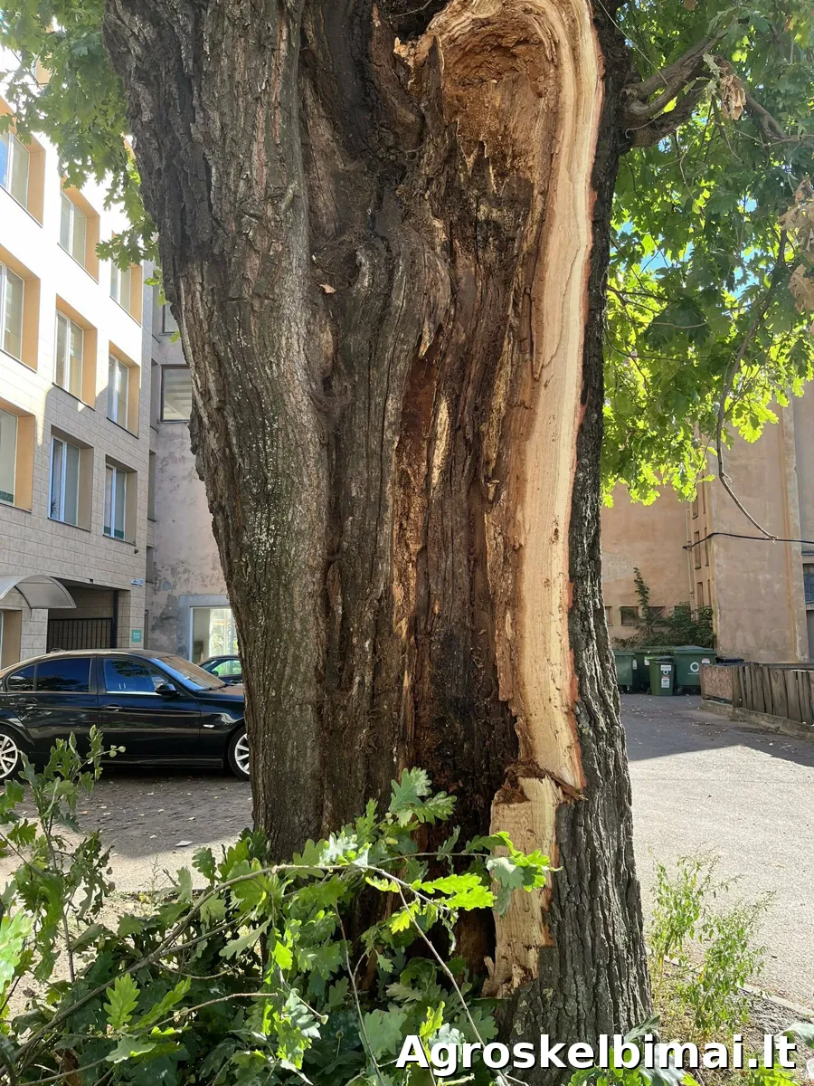 Želdinių inventorizavimas, ekspertizė - nuotrauka 5